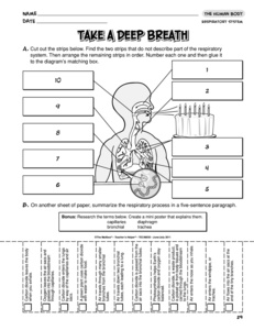 Results for respiratory system | worksheet | Guest - The Mailbox